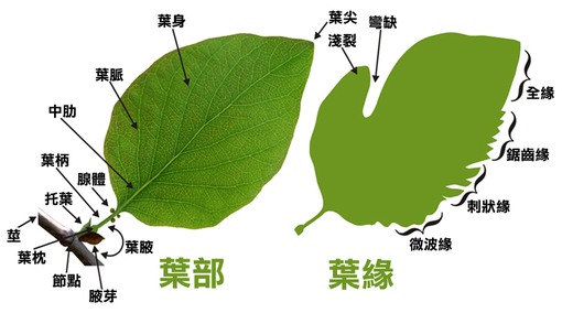 葉的型態 構造與功能 Yuru S Bio Web
